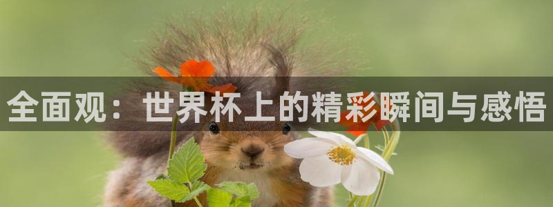今年的世界杯：全面观：世界杯上的精彩瞬间与感悟