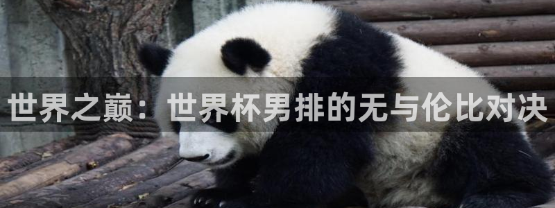 世界杯预选赛2026：世界之巅：世界杯男排的无与伦比对决